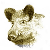 Wildschwein